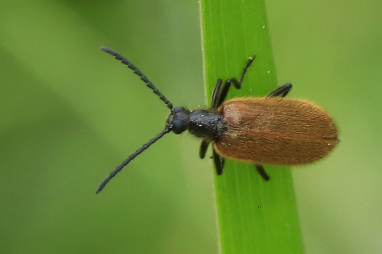 Lagria hirta &copy; Marc Corail