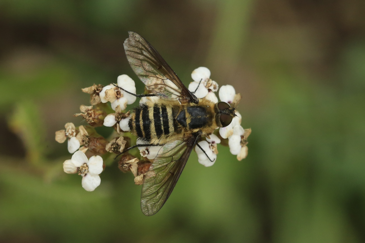 Villa cingulata &copy; Marc Corail