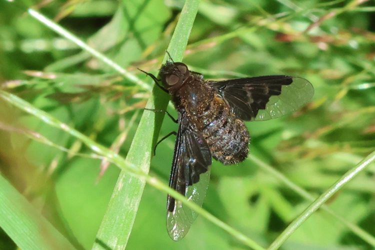 Hemipenthes morio &copy; Marc Corail