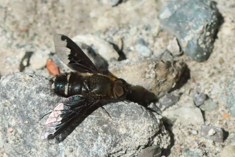 Hemipenthes velutina &copy; Marc Corail