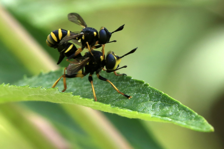 Conops flavipes &copy; Marc Corail