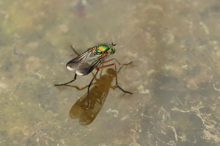 Poecilobothrus nobilitatus &copy; Marc Corail