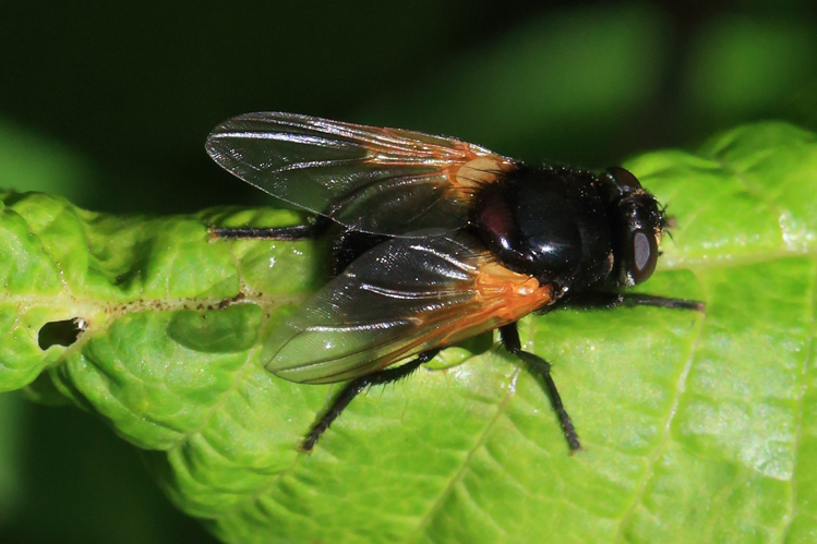 Mesembrina meridiana &copy; Marc Corail