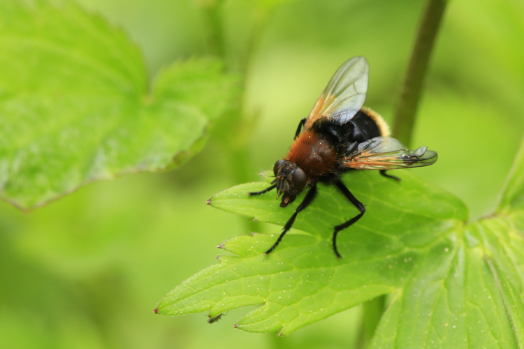 Mesembrina mystacea &copy; Marc Corail