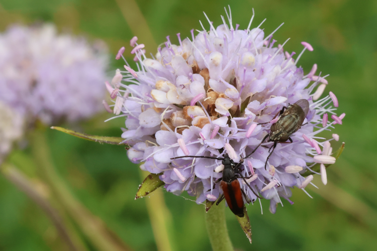 Stomorhina lunata &copy; Marc Corail