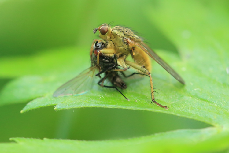 Scathophaga stercoraria &copy; Marc Corail