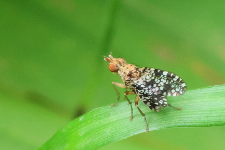 Trypetoptera punctulata &copy; Marc Corail
