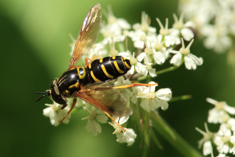 Chrysotoxum festivum &copy; Marc Corail