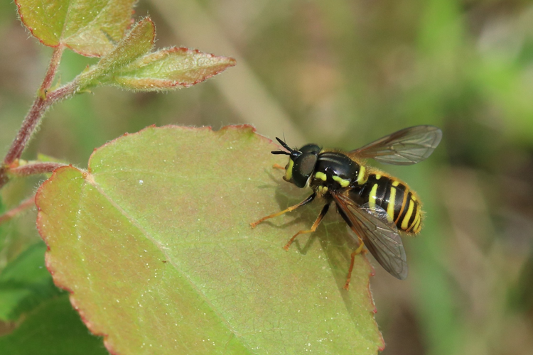 Chrysotoxum arcuatum &copy; Marc Corail