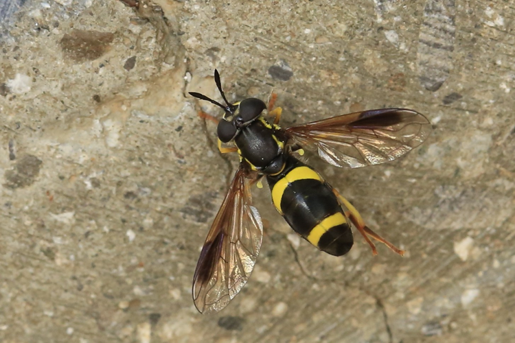 Chrysotoxum bicinctum &copy; Marc Corail