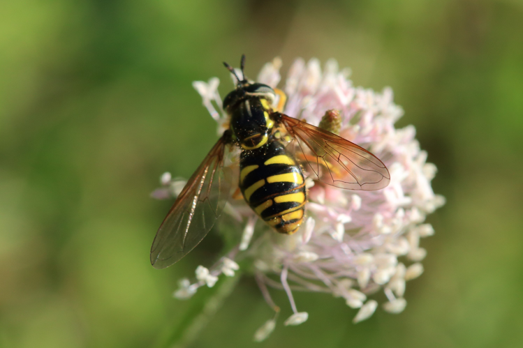 Chrysotoxum cautum &copy; Marc Corail