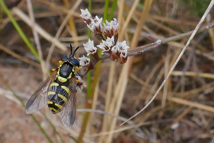 Chrysotoxum intermedium &copy; Marc Corail