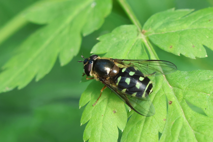 Dasysyrphus friuliensis &copy; Marc Corail