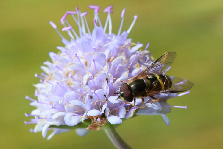 Dasysyrphus tricinctus &copy; Marc Corail