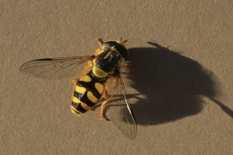 Dasysyrphus albostriatus &copy; Marc Corail