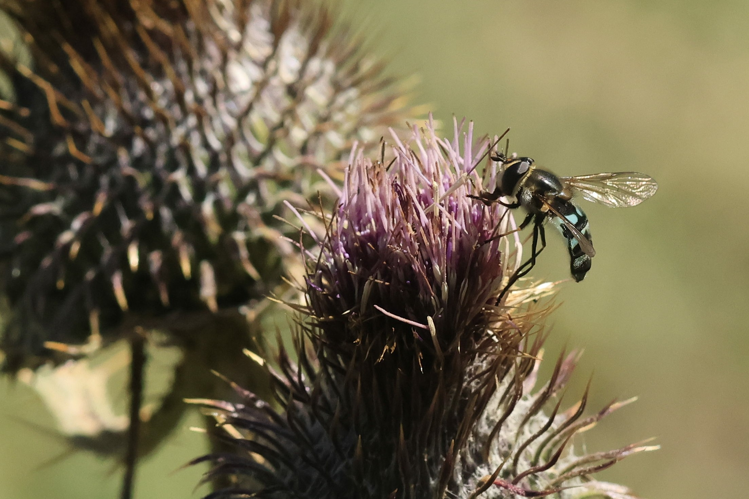 Didea alneti &copy; Marc Corail