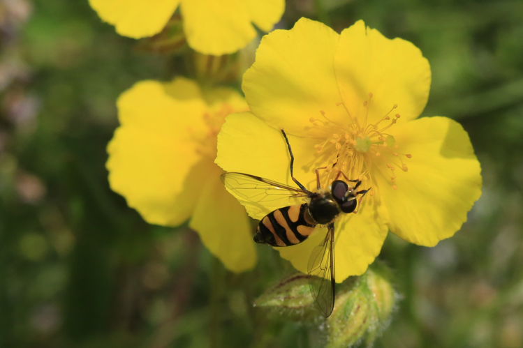 Didea fasciata &copy; Marc Corail