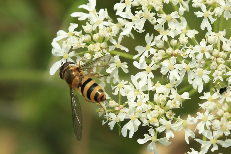 Epistrophe grossulariae &copy; Marc Corail