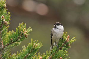 Mésange boréale © Mireille Coulon - Parc national des Ecrins