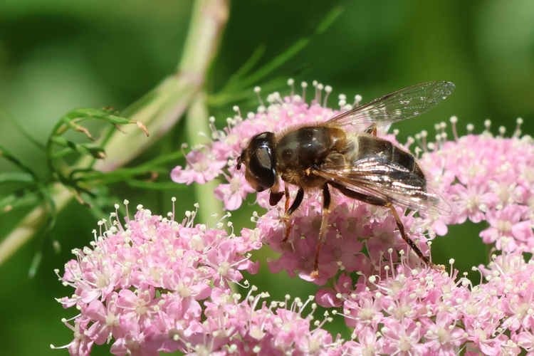 Eristalis pertinax &copy; Marc Corail