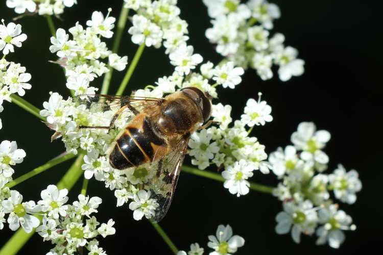 Eristalis similis &copy; Marc Corail