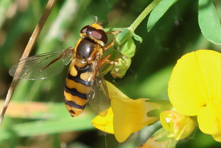 Eupeodes latifasciatus &copy; Marc Corail