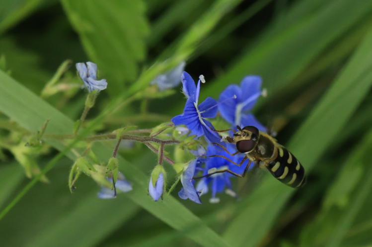 Lapposyrphus lapponicus &copy; Marc Corail