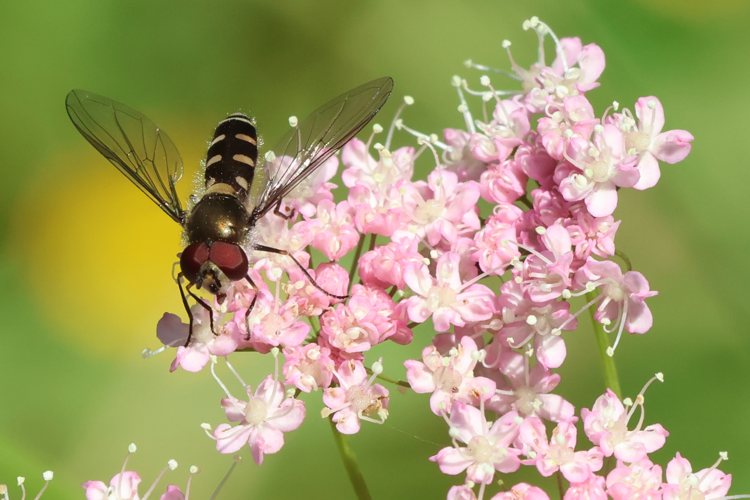 Melangyna umbellatarum &copy; Marc Corail