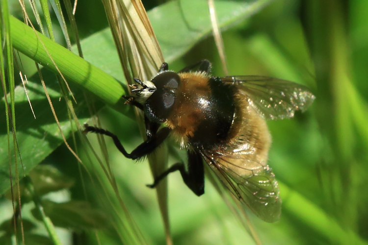 Merodon equestris &copy; Marc Corail