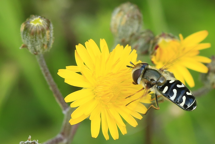 Scaeva pyrastri &copy; Marc Corail