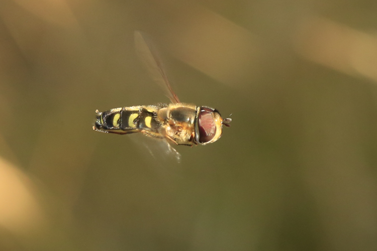 Scaeva selenitica &copy; Marc Corail