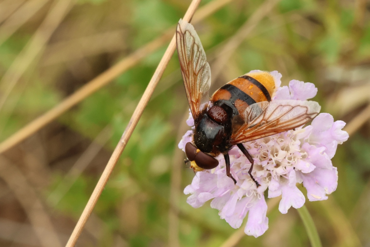 Volucella inflata &copy; Marc Corail