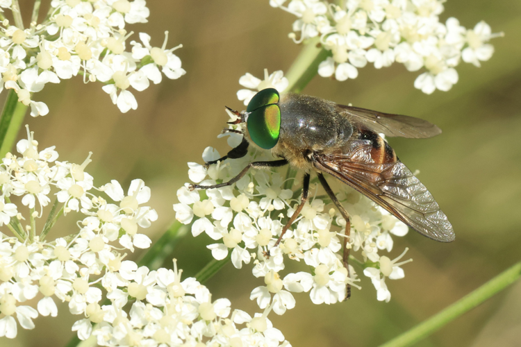 Philipomyia aprica &copy; Marc Corail
