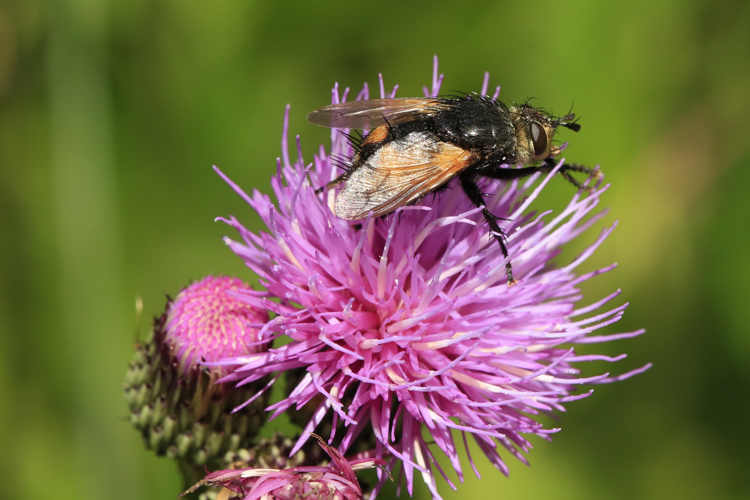 Nowickia ferox &copy; Marc Corail