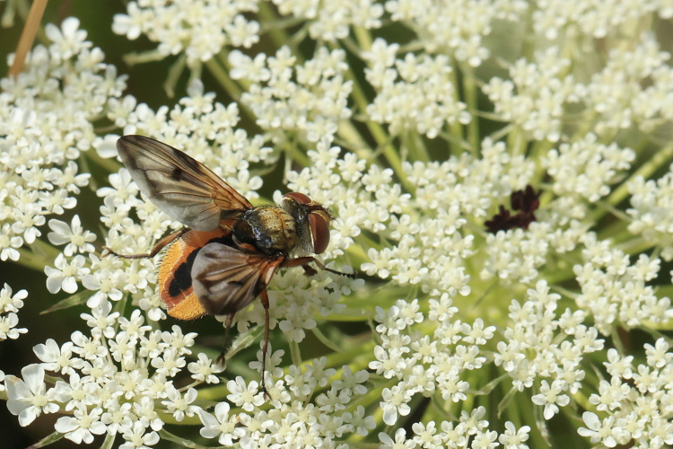 Ectophasia crassipennis &copy; Marc Corail