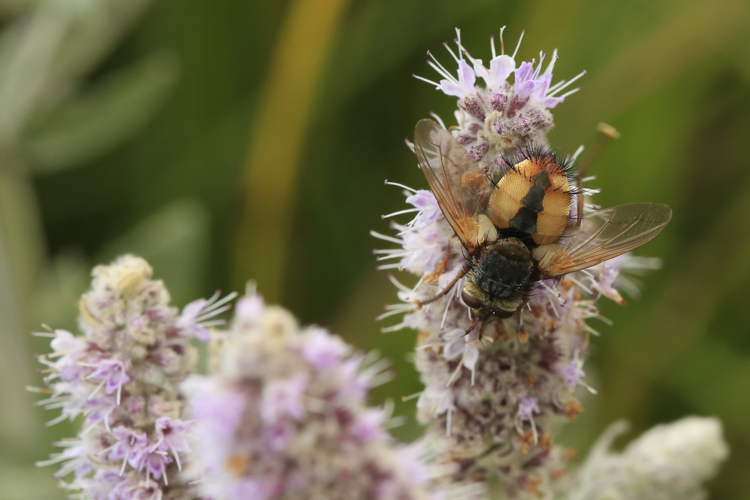 Tachina fera &copy; Marc Corail