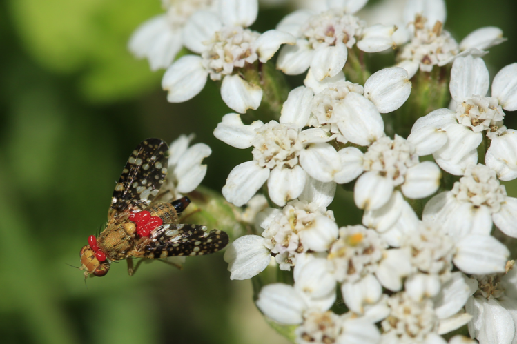 Oxyna flavipennis &copy; Marc Corail