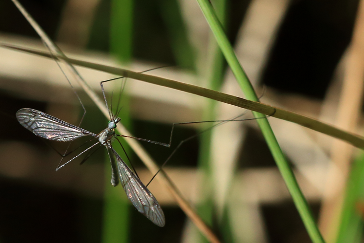 Tipulida caesia &copy; Marc Corail