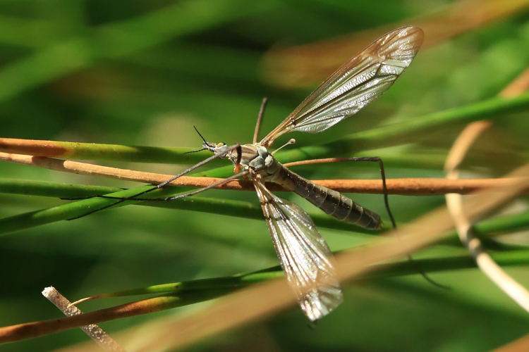 Tipulida vernalis &copy; Marc Corail
