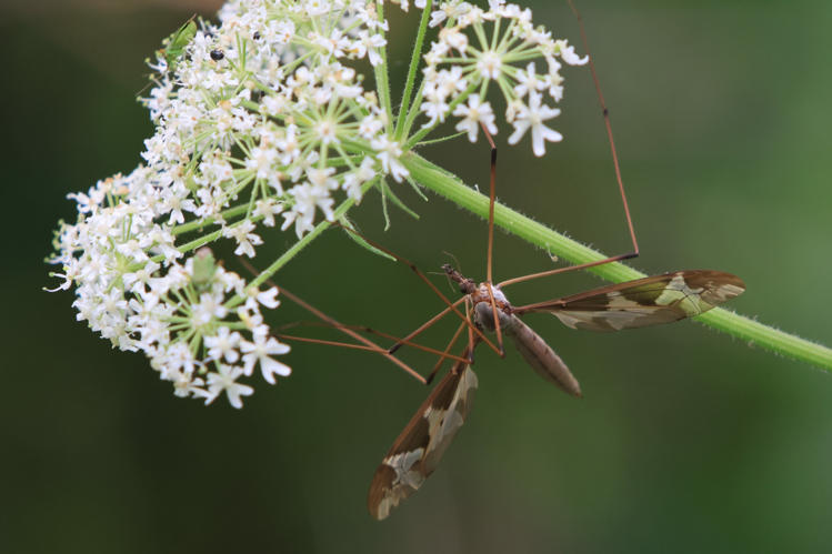 Tipula maxima &copy; Marc Corail
