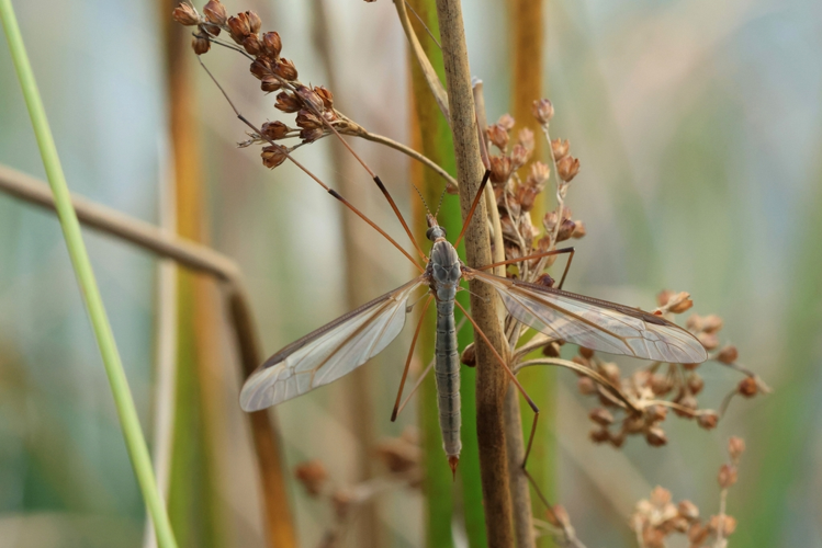 Tipula oleracea &copy; Marc Corail