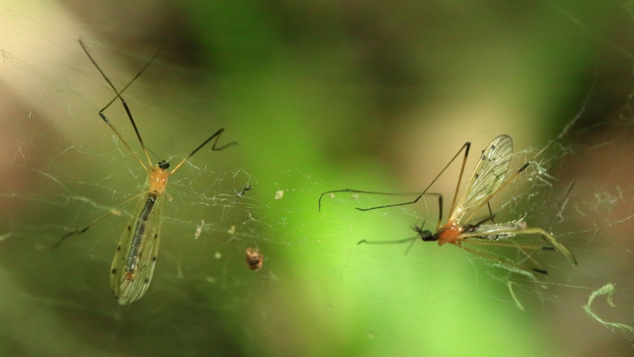 Limonia nigropunctata &copy; Marc Corail