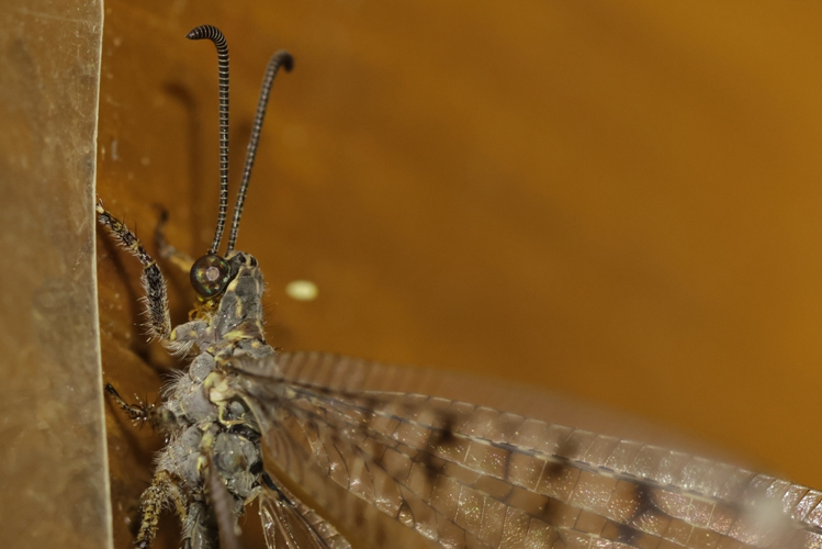 Euroleon nostras &copy; Marc Corail