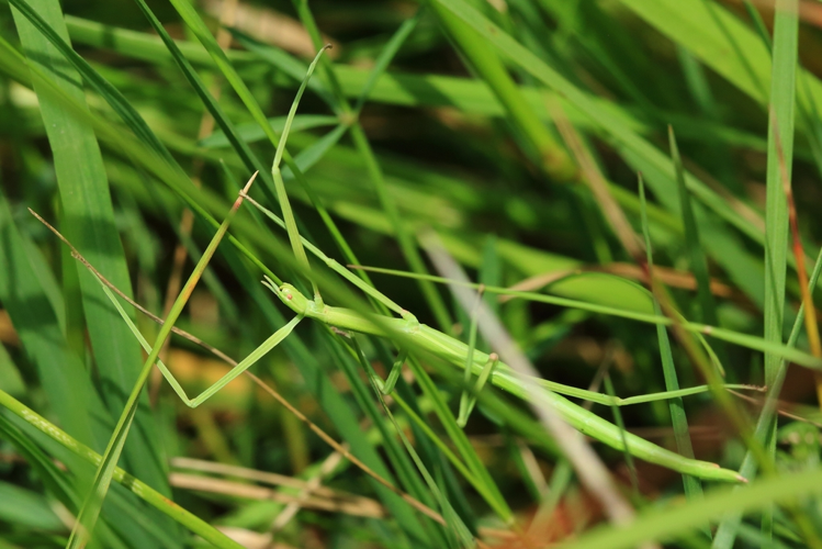 Clonopsis gallica &copy; Marc Corail