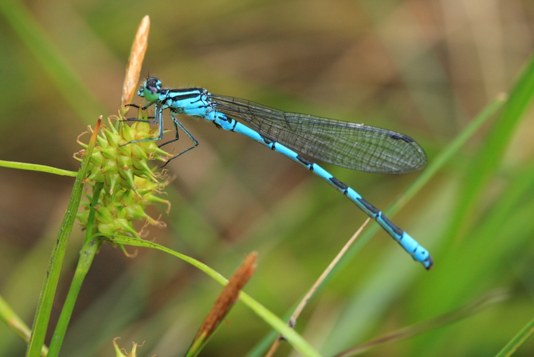 Coenagrion hastulatum &copy; Marc Corail
