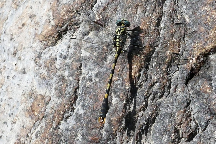 Onychogomphus uncatus &copy; Marc Corail