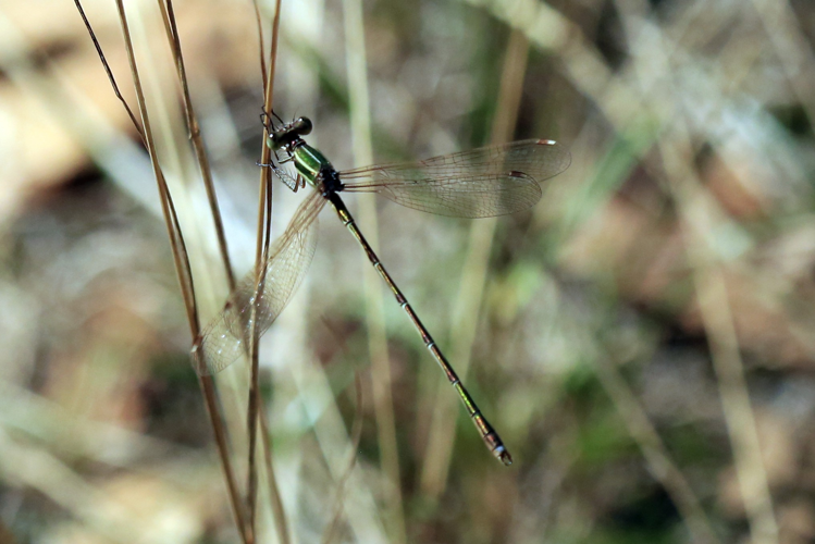 Lestes barbarus &copy; Marc Corail