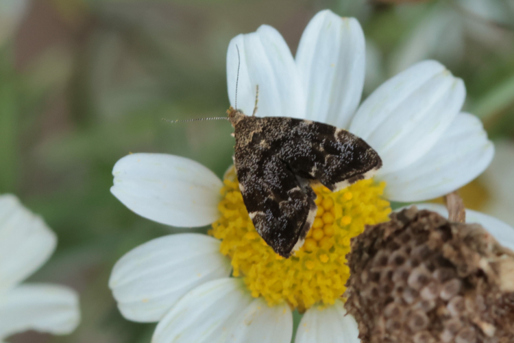 Anthophila fabriciana &copy; Marc Corail