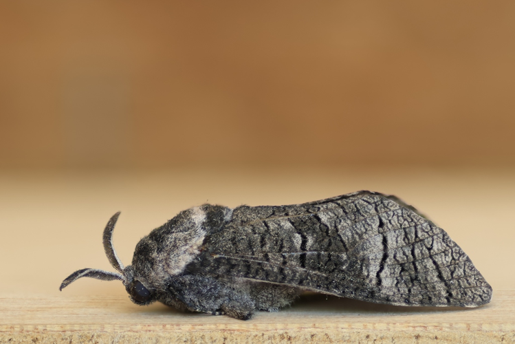 Acossus terebra &copy; Marc Corail