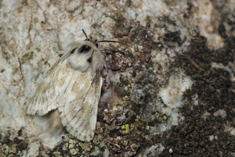 Dyspessa ulula &copy; Marc Corail